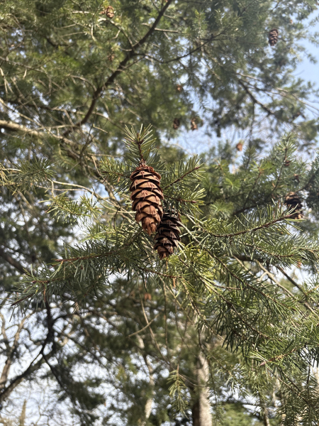 Pflanzenbild gross Douglasfichte - Pseudotsuga menziesii