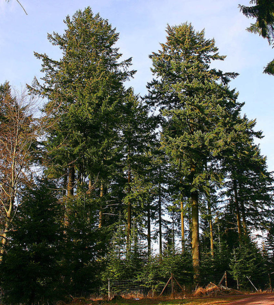 Pflanzenbild gross Douglasfichte - Pseudotsuga menziesii