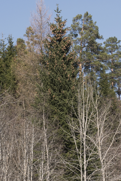 Pflanzenbild gross Douglasfichte - Pseudotsuga menziesii