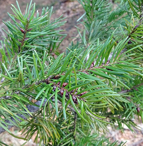 Pflanzenbild gross Douglasfichte - Pseudotsuga menziesii