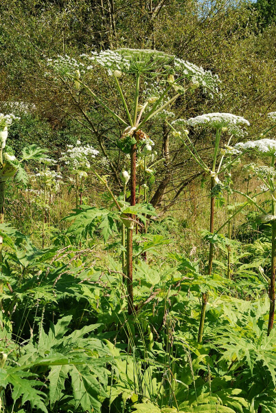 Pflanzenbild gross Riesen-Bärenklau - Heracleum mantegazzianum