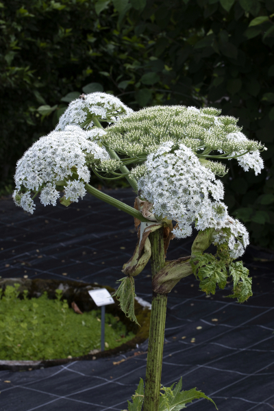 Pflanzenbild gross Riesen-Bärenklau - Heracleum mantegazzianum