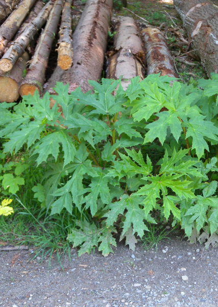 Pflanzenbild gross Riesen-Bärenklau - Heracleum mantegazzianum