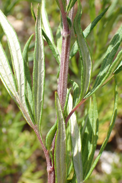 Pflanzenbild gross Verlotscher Beifuss - Artemisia verlotiorum