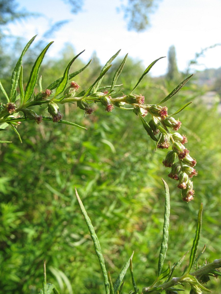 Pflanzenbild gross Verlotscher Beifuss - Artemisia verlotiorum