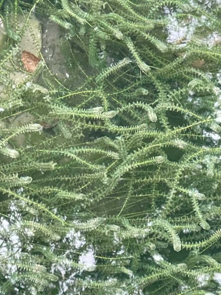 Pflanzenbild gross Kanadische Wasserpest - Elodea canadensis