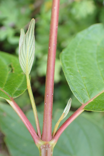Pflanzenbild gross Seidiger Hornstrauch - Cornus sericea