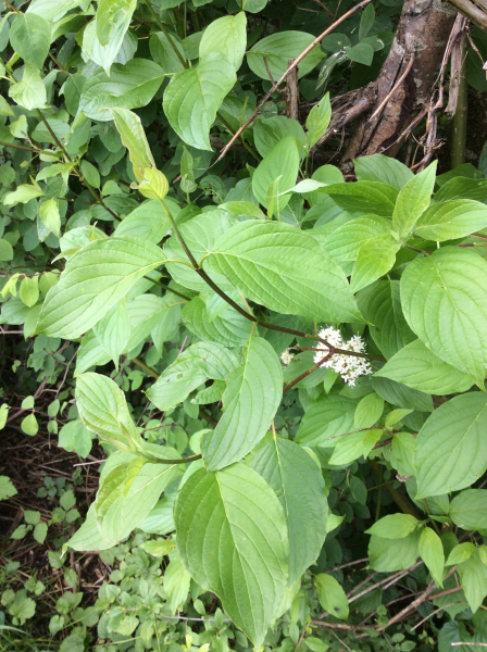 Pflanzenbild gross Seidiger Hornstrauch - Cornus sericea