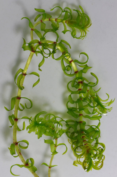 Pflanzenbild gross Nuttalls Wasserpest - Elodea nuttallii