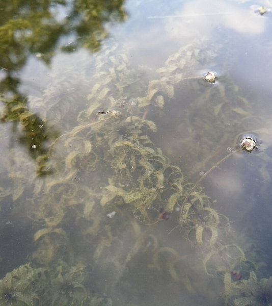 Pflanzenbild gross Nuttalls Wasserpest - Elodea nuttallii