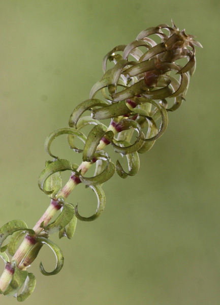 Pflanzenbild gross Nuttalls Wasserpest - Elodea nuttallii