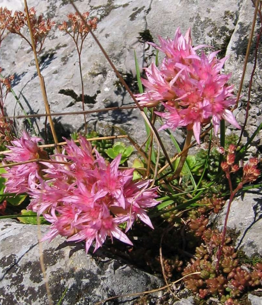 Pflanzenbild gross Kaukasus-Fettkraut - Sedum spurium