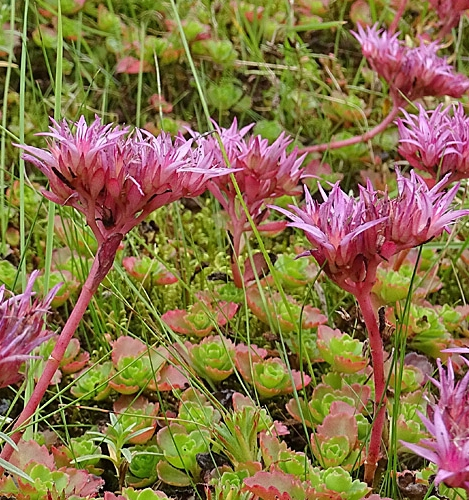 Pflanzenbild gross Kaukasus-Fettkraut - Sedum spurium