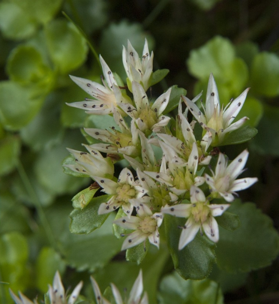 Pflanzenbild gross Kaukasus-Fettkraut - Sedum spurium