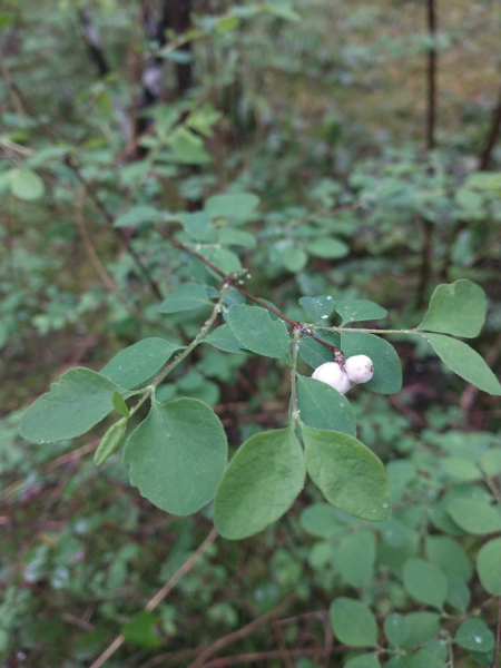 Pflanzenbild gross Schneebeere - Symphoricarpos albus