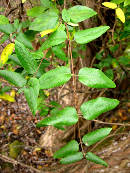 Pflanzenbild gross Japanisches Geissblatt - Lonicera japonica