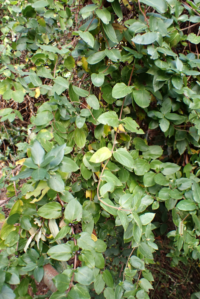 Pflanzenbild gross Japanisches Geissblatt - Lonicera japonica