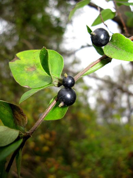 Pflanzenbild gross Japanisches Geissblatt - Lonicera japonica