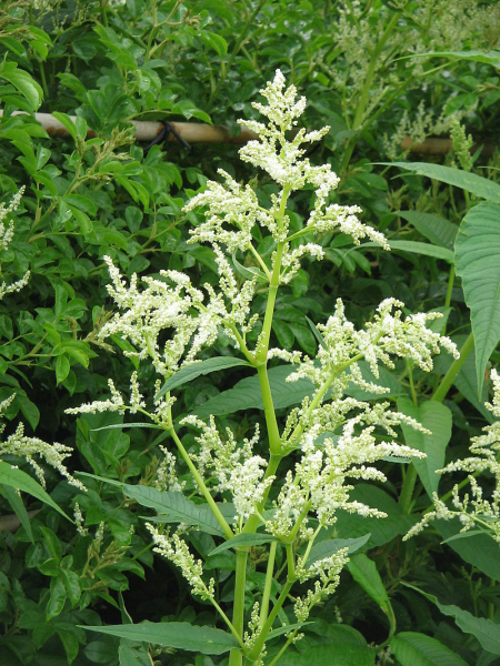 Pflanzenbild gross Vielähriger Knöterich - Polygonum polystachyum