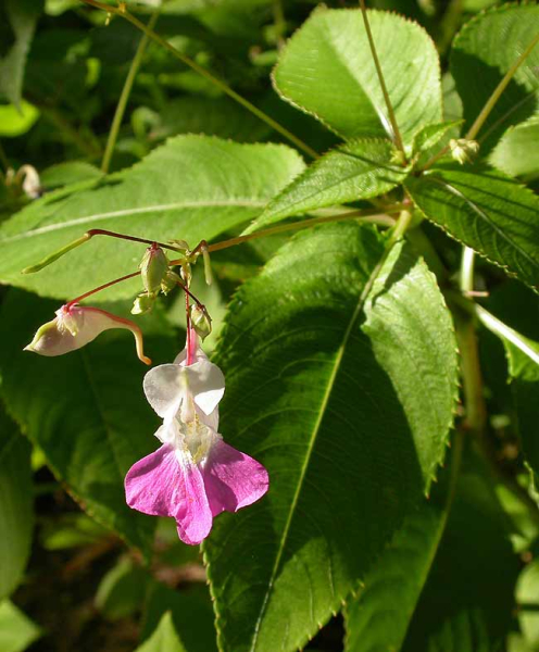 Pflanzenbild gross Balfours Springkraut - Impatiens balfourii