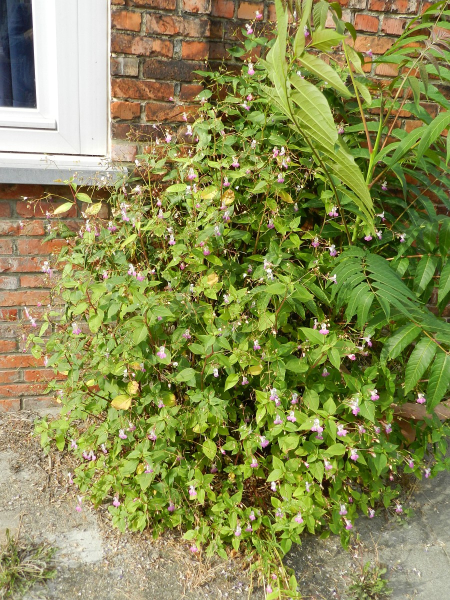 Pflanzenbild gross Balfours Springkraut - Impatiens balfourii