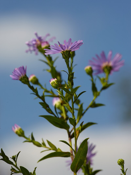 Pflanzenbild gross Neubelgische Aster - Aster novi-belgii aggr.