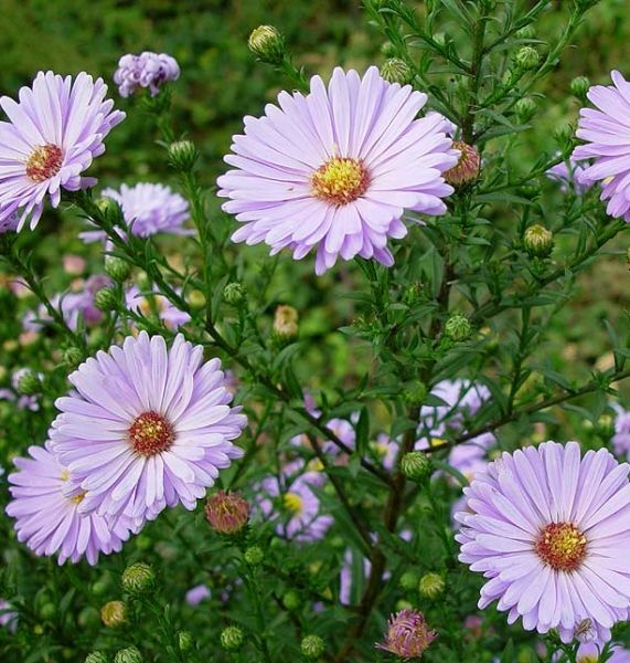 Pflanzenbild gross Neubelgische Aster - Aster novi-belgii aggr.