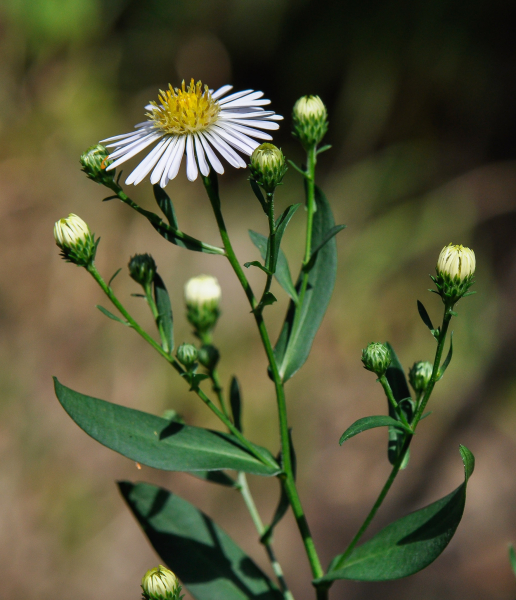 Pflanzenbild gross Neubelgische Aster - Aster novi-belgii aggr.