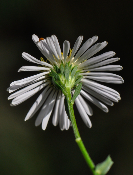 Pflanzenbild gross Neubelgische Aster - Aster novi-belgii aggr.