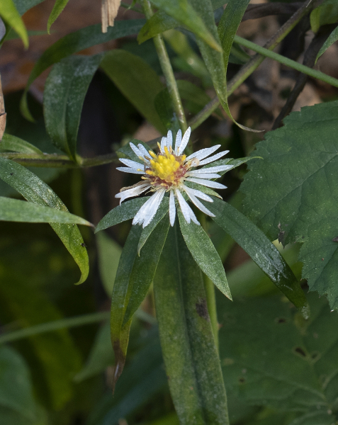 Pflanzenbild gross Neubelgische Aster - Aster novi-belgii aggr.