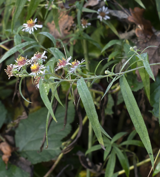Pflanzenbild gross Neubelgische Aster - Aster novi-belgii aggr.