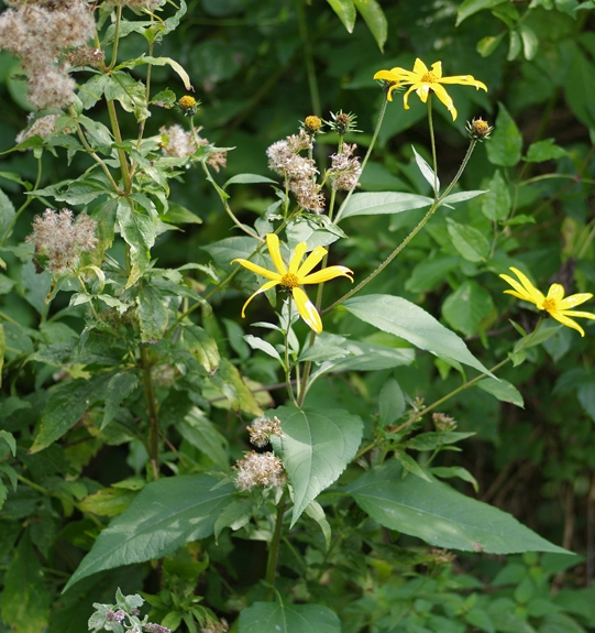 Pflanzenbild gross Topinambur - Helianthus tuberosus