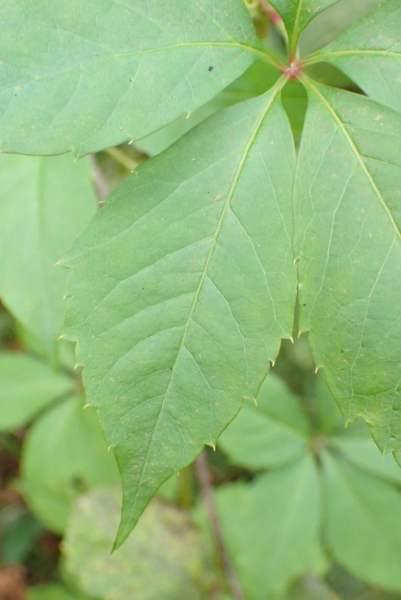 Pflanzenbild gross Fünffingerige Jungfernrebe - Parthenocissus quinquefolia
