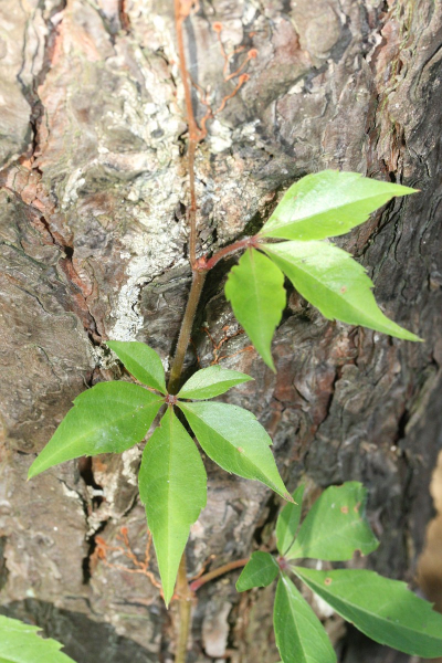 Pflanzenbild gross Fünffingerige Jungfernrebe - Parthenocissus quinquefolia