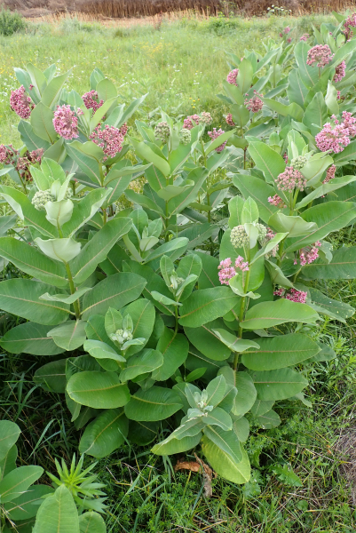 Pflanzenbild gross Syrische Seidenpflanze - Asclepias syriaca