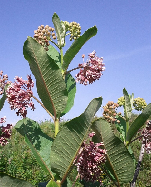 Pflanzenbild gross Syrische Seidenpflanze - Asclepias syriaca