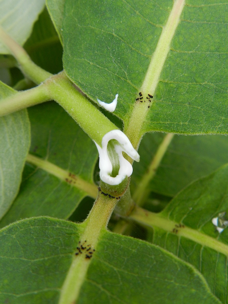 Pflanzenbild gross Syrische Seidenpflanze - Asclepias syriaca