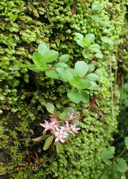 Pflanzenbild gross Ausläuferbildendes Fettkraut - Sedum stoloniferum