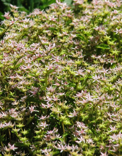 Pflanzenbild gross Ausläuferbildendes Fettkraut - Sedum stoloniferum