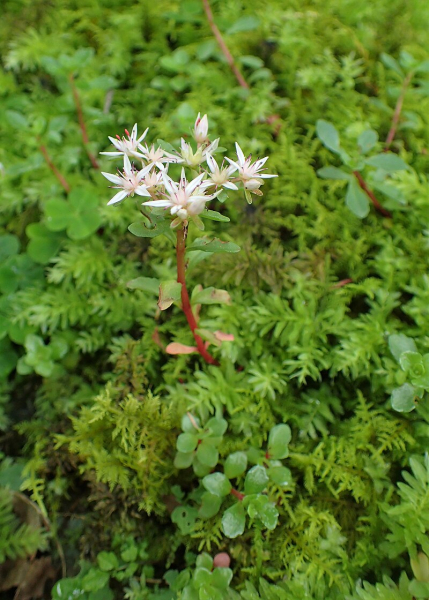 Pflanzenbild gross Ausläuferbildendes Fettkraut - Sedum stoloniferum