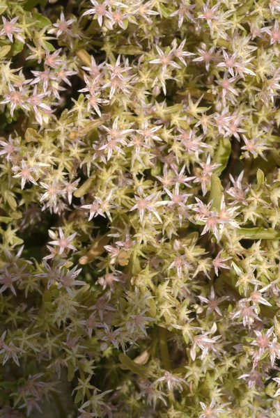 Pflanzenbild gross Ausläuferbildendes Fettkraut - Sedum stoloniferum