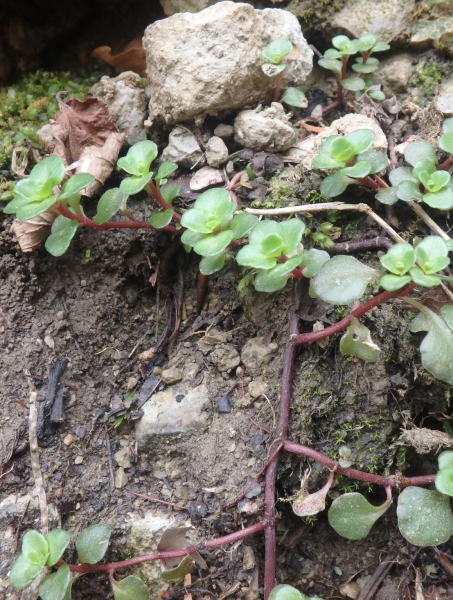 Pflanzenbild gross Ausläuferbildendes Fettkraut - Sedum stoloniferum