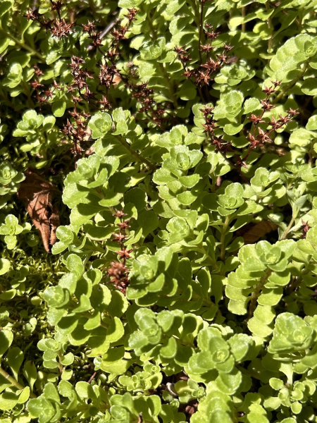 Pflanzenbild gross Ausläuferbildendes Fettkraut - Sedum stoloniferum