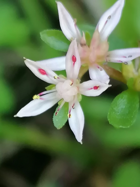 Pflanzenbild gross Ausläuferbildendes Fettkraut - Sedum stoloniferum