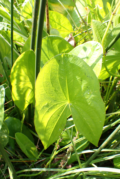 Pflanzenbild gross Breitblättriges Pfeilkraut - Sagittaria latifolia