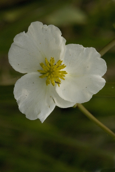 Pflanzenbild gross Breitblättriges Pfeilkraut - Sagittaria latifolia
