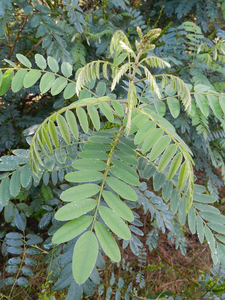 Pflanzenbild gross Bastardindigo - Amorpha fruticosa