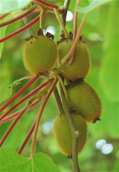 Pflanzenbild gross Kiwi - Actinidia chinensis