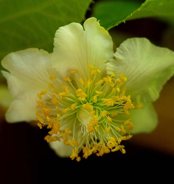 Pflanzenbild gross Kiwi - Actinidia chinensis