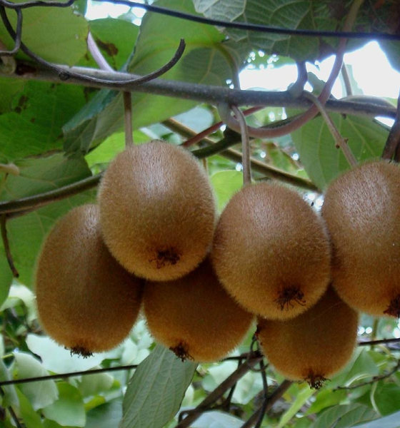 Pflanzenbild gross Kiwi - Actinidia chinensis